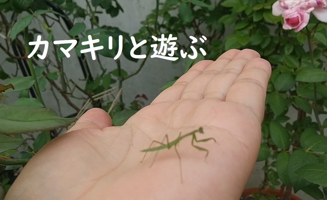 マスター女神