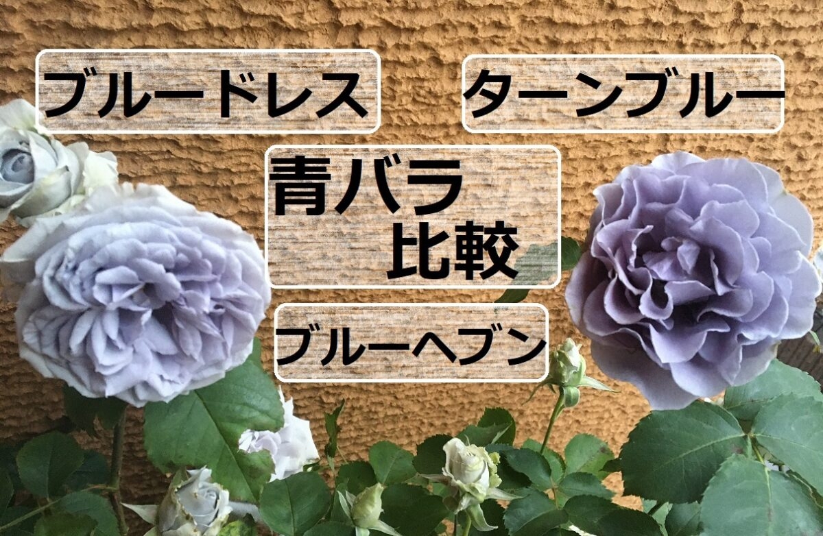 マスター女神