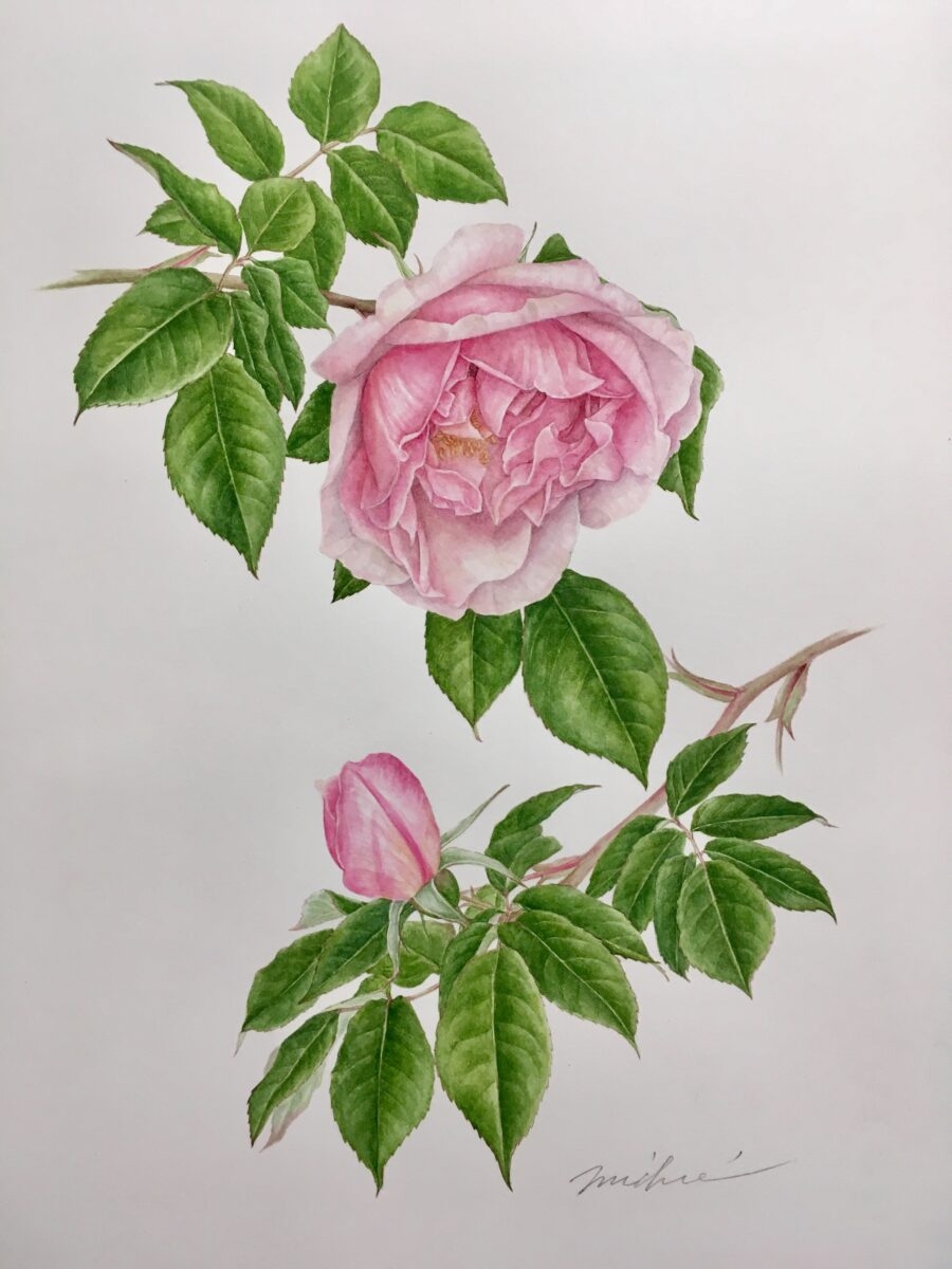 Botanical Artist 道惠