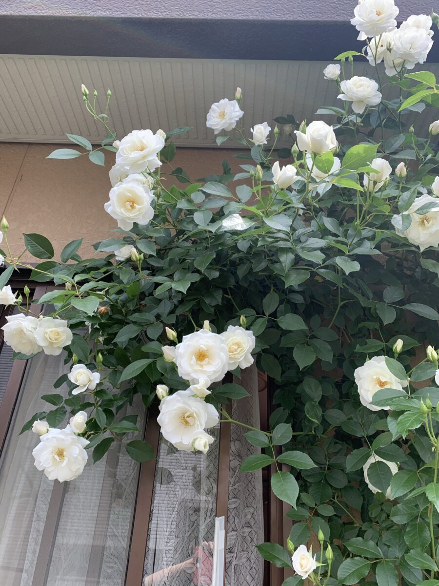 てこてこまる