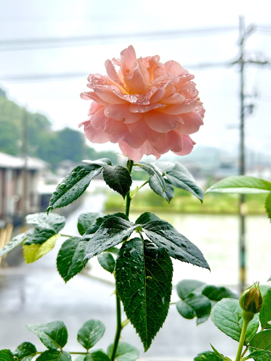 薔薇の世界に飛び込んだ1年生