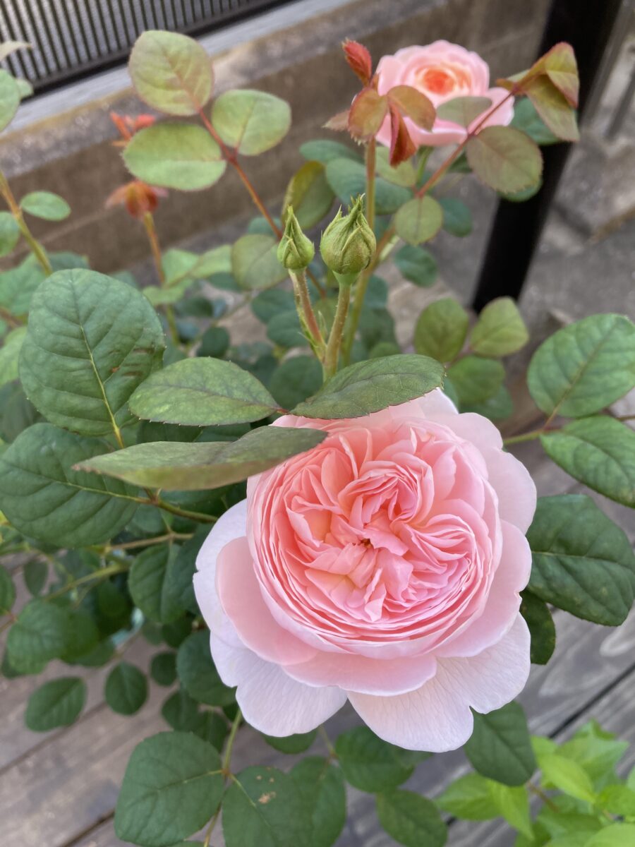 ベスたま子
